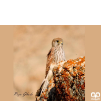 گونه دلیجه Common Kestrel